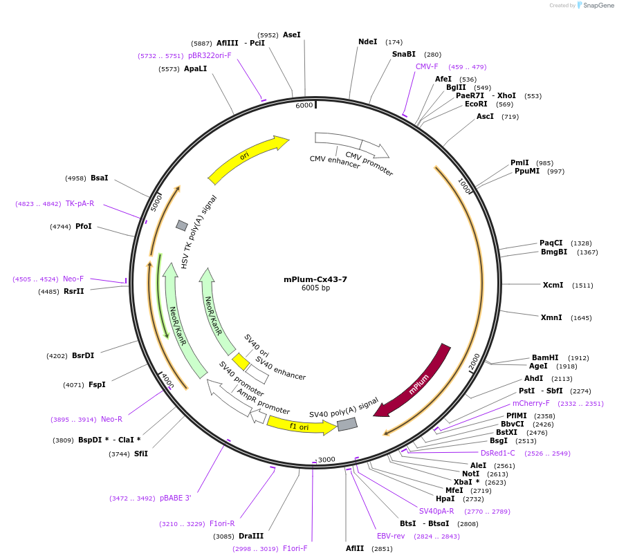 55961-plasmid-map-sequence-id-335175