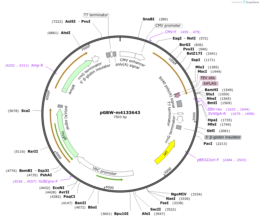 152361-plasmid-map-sequence-id-335176