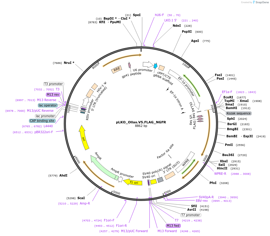 158316-plasmid-map-sequence-id-335191