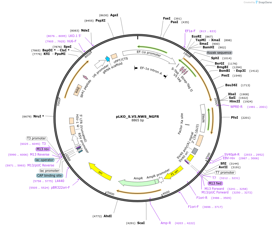 158338-plasmid-map-sequence-id-335195