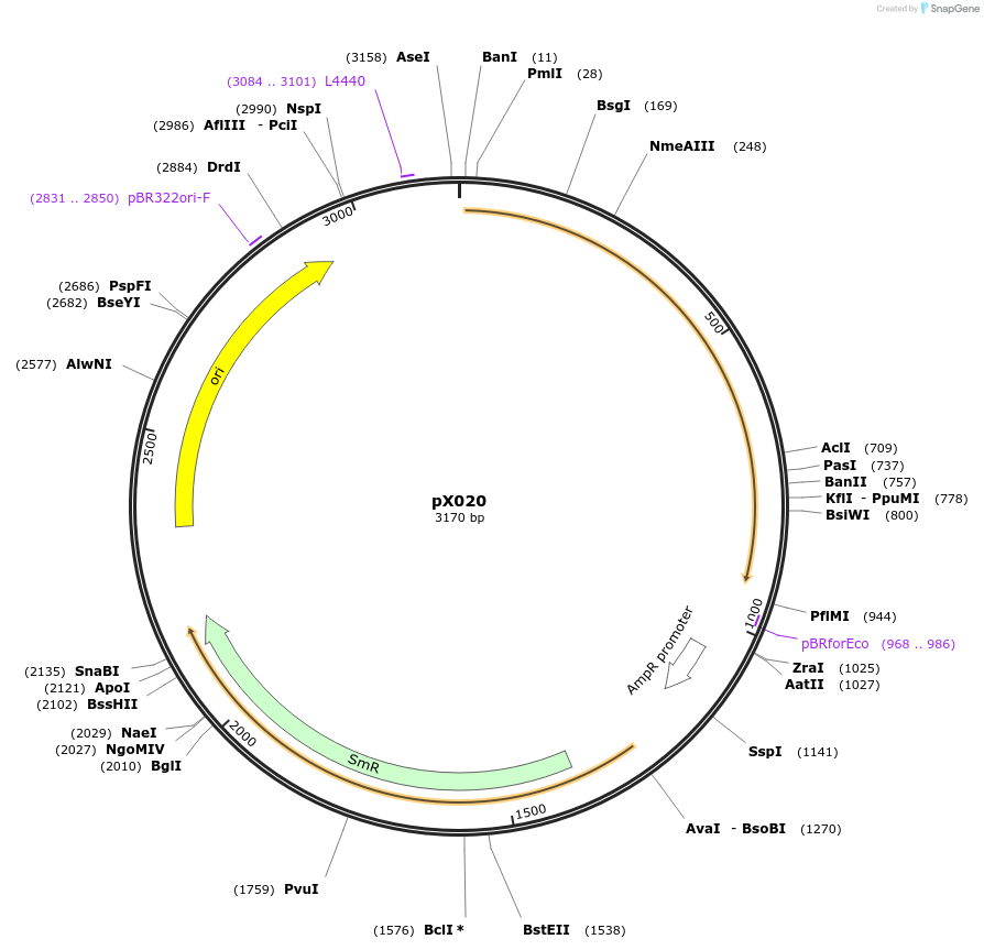 167146-plasmid-map-sequence-id-335229
