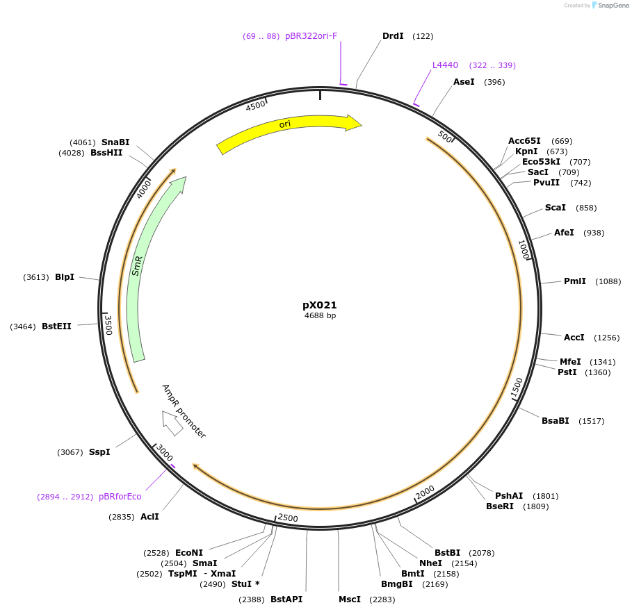167147-plasmid-map-sequence-id-335230