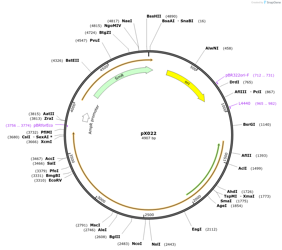167148-plasmid-map-sequence-id-335231