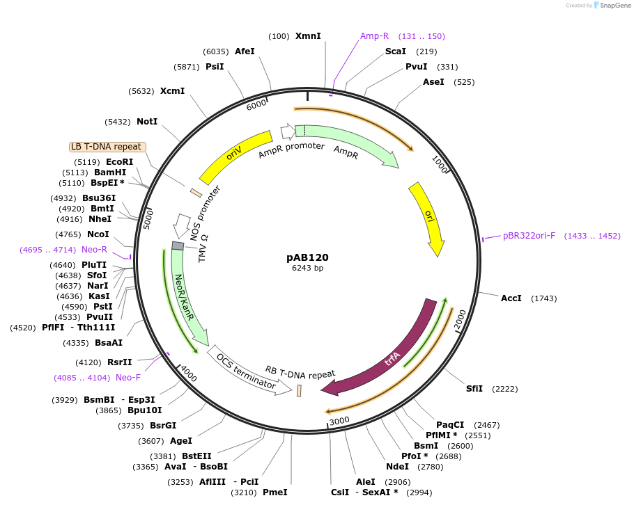 167150-plasmid-map-sequence-id-335233