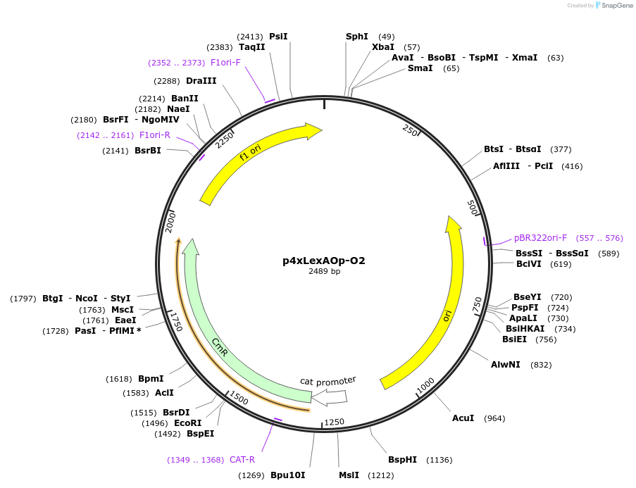 165816-plasmid-map-sequence-id-335273