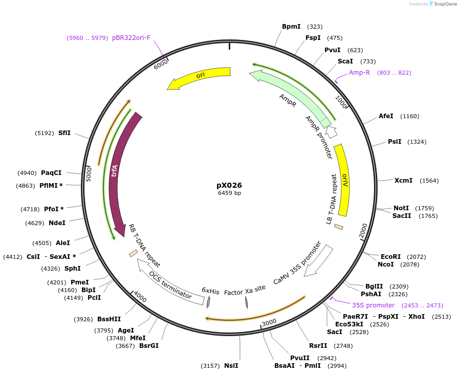 167153-plasmid-map-sequence-id-335274