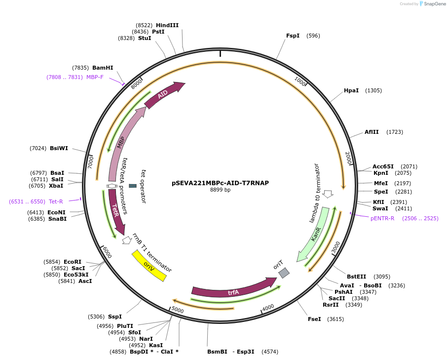 167975-plasmid-map-sequence-id-335282