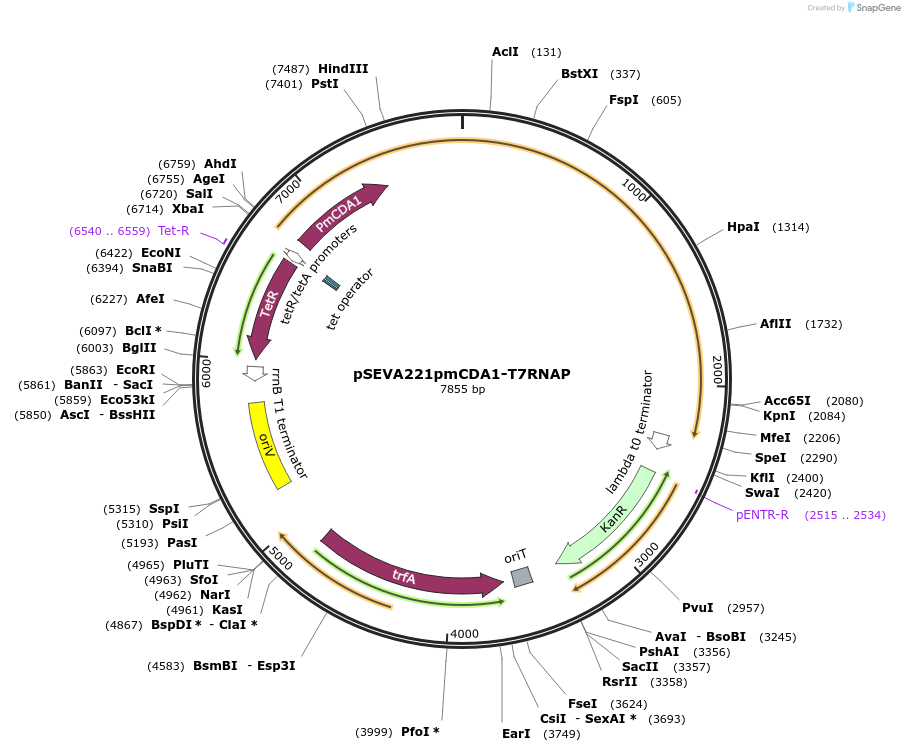 167978-plasmid-map-sequence-id-335285