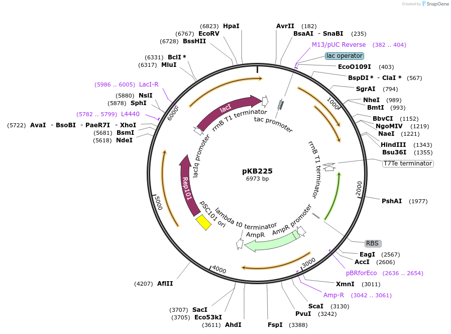 170015-plasmid-map-sequence-id-335287