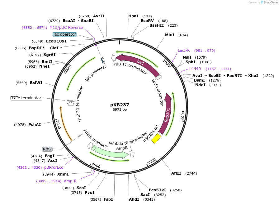 170030-plasmid-map-sequence-id-335295