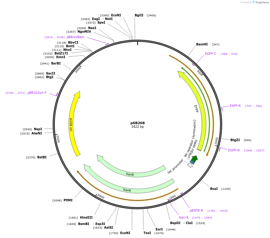 164123-plasmid-map-sequence-id-335351