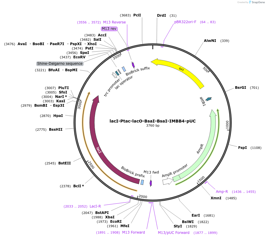 170772-plasmid-map-sequence-id-335359