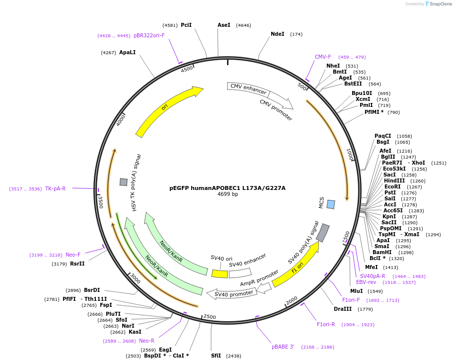 167171-plasmid-map-sequence-id-335364