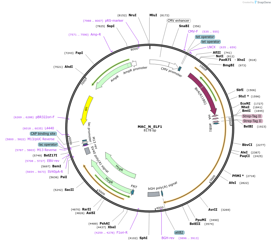 167745-plasmid-map-sequence-id-335404
