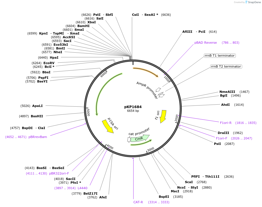 167630-plasmid-map-sequence-id-335413
