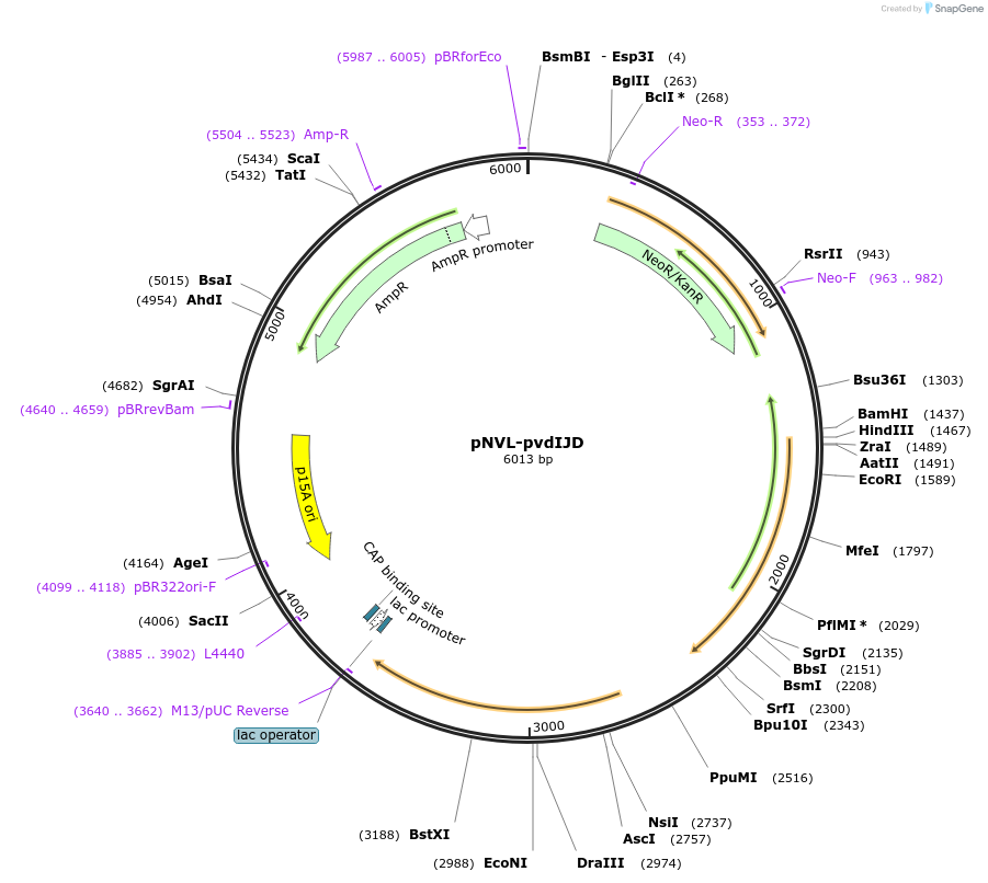 169872-plasmid-map-sequence-id-335415