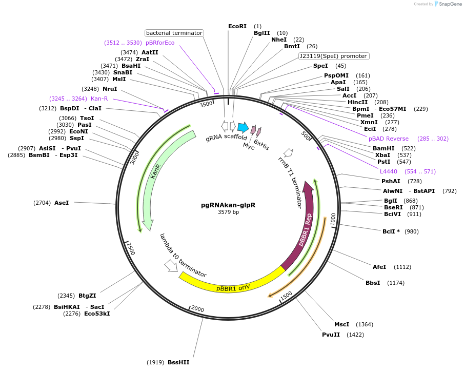 169873-plasmid-map-sequence-id-335417