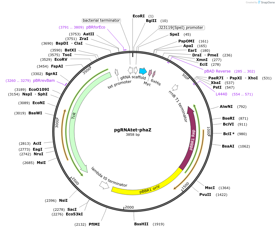 169874-plasmid-map-sequence-id-335419