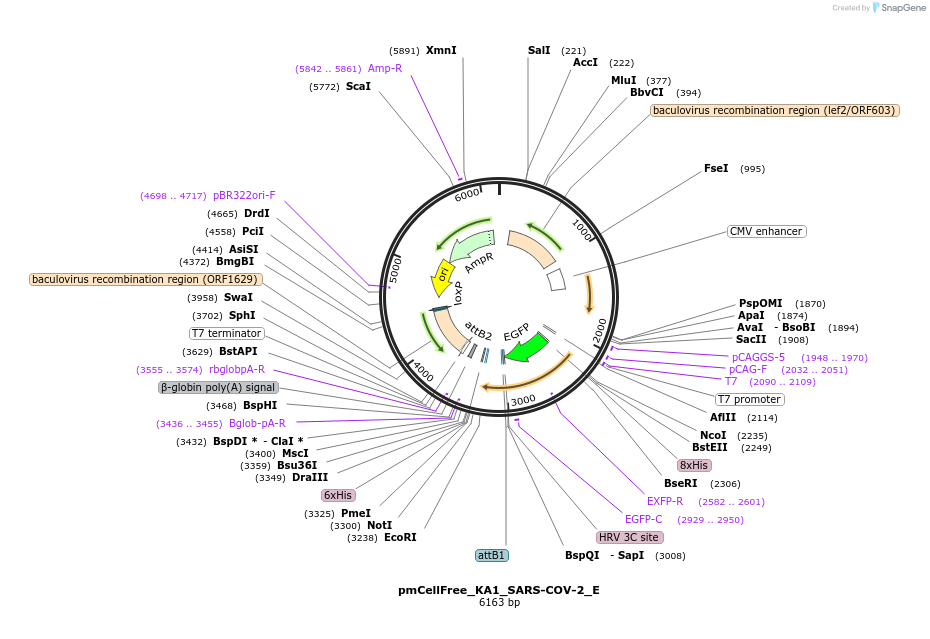 169399-plasmid-map-sequence-id-335422