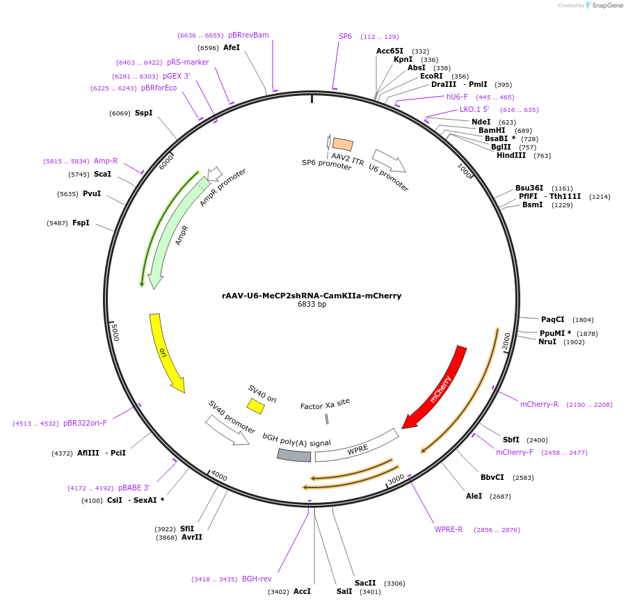 169704-plasmid-map-sequence-id-335423