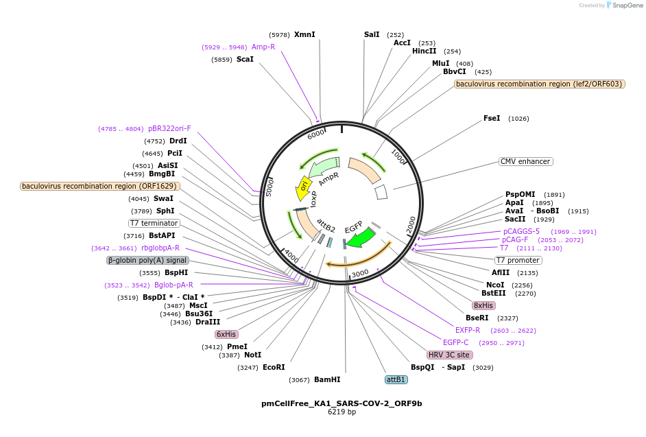 169396-plasmid-map-sequence-id-335426