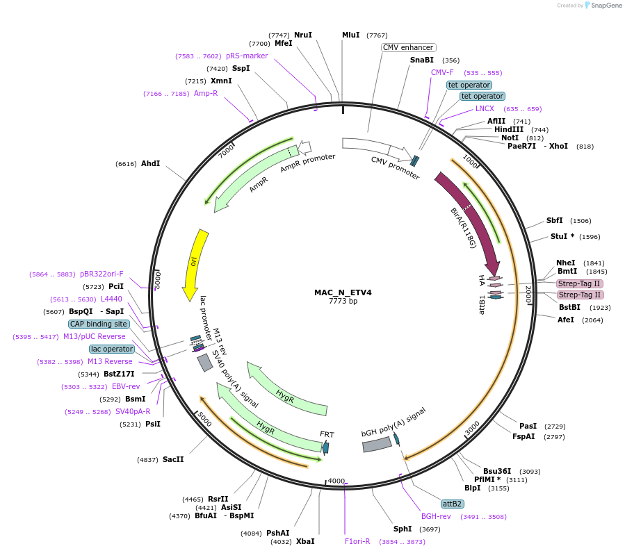 167753-plasmid-map-sequence-id-335428