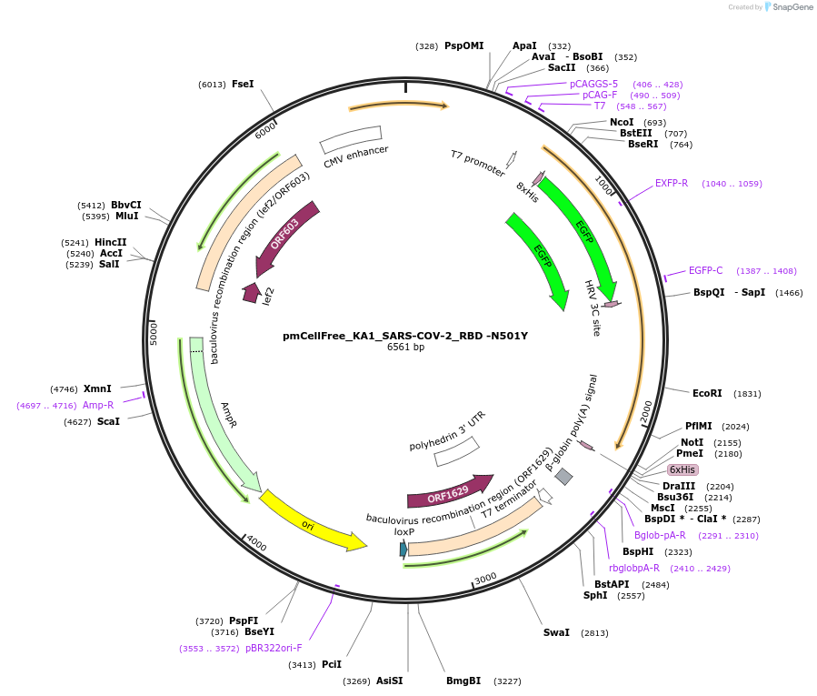 169407-plasmid-map-sequence-id-335429
