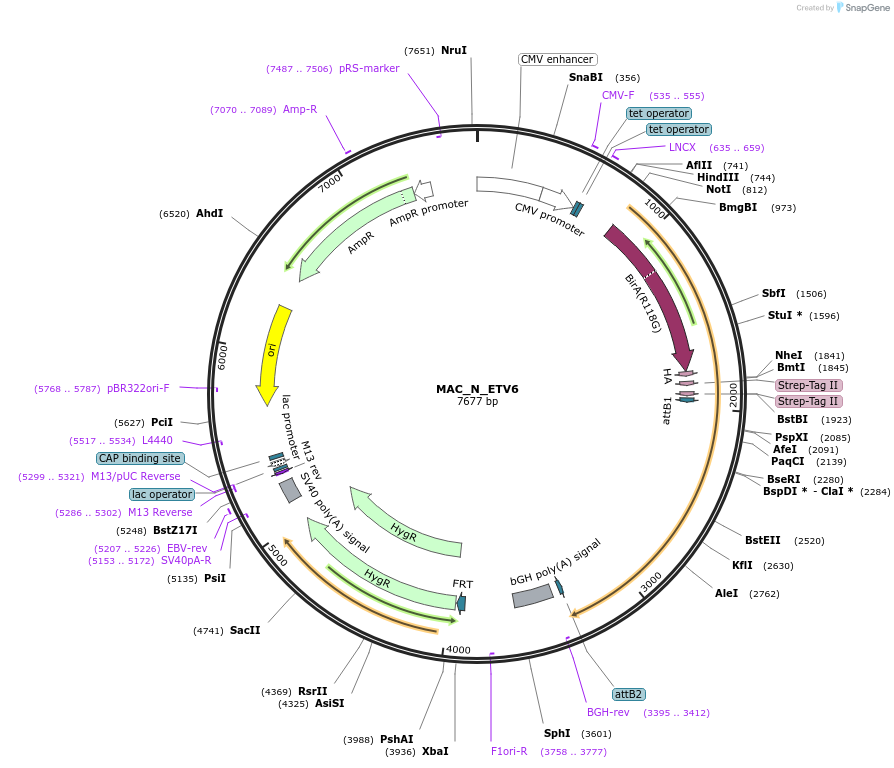 167755-plasmid-map-sequence-id-335432