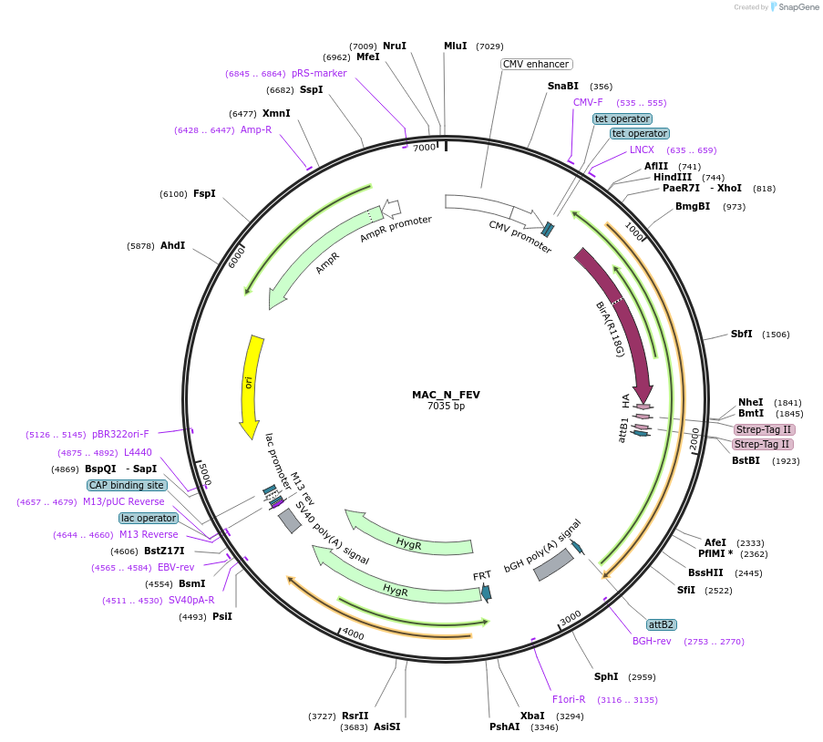 167757-plasmid-map-sequence-id-335436
