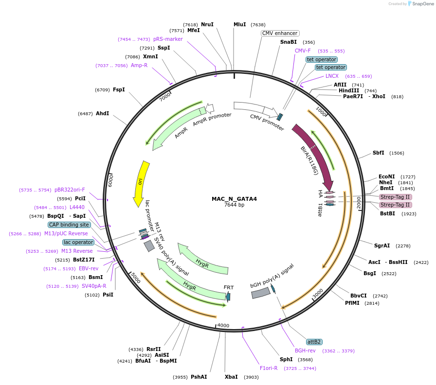 167758-plasmid-map-sequence-id-335437