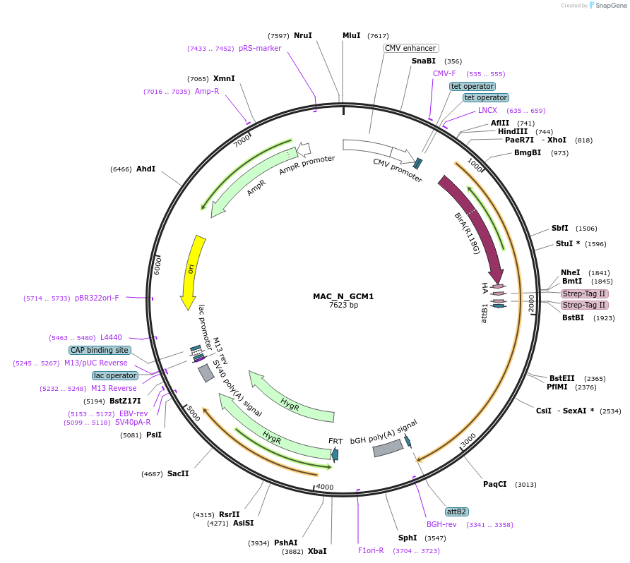 167759-plasmid-map-sequence-id-335439