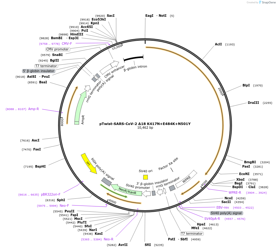 169469-plasmid-map-sequence-id-335491