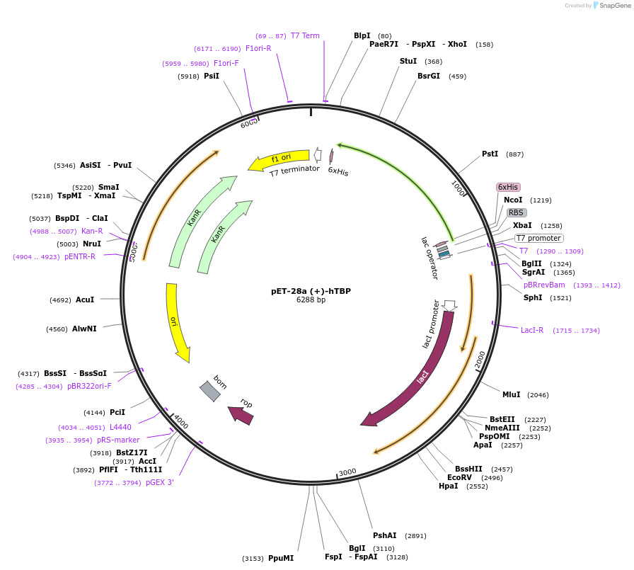 171073-plasmid-map-sequence-id-335496
