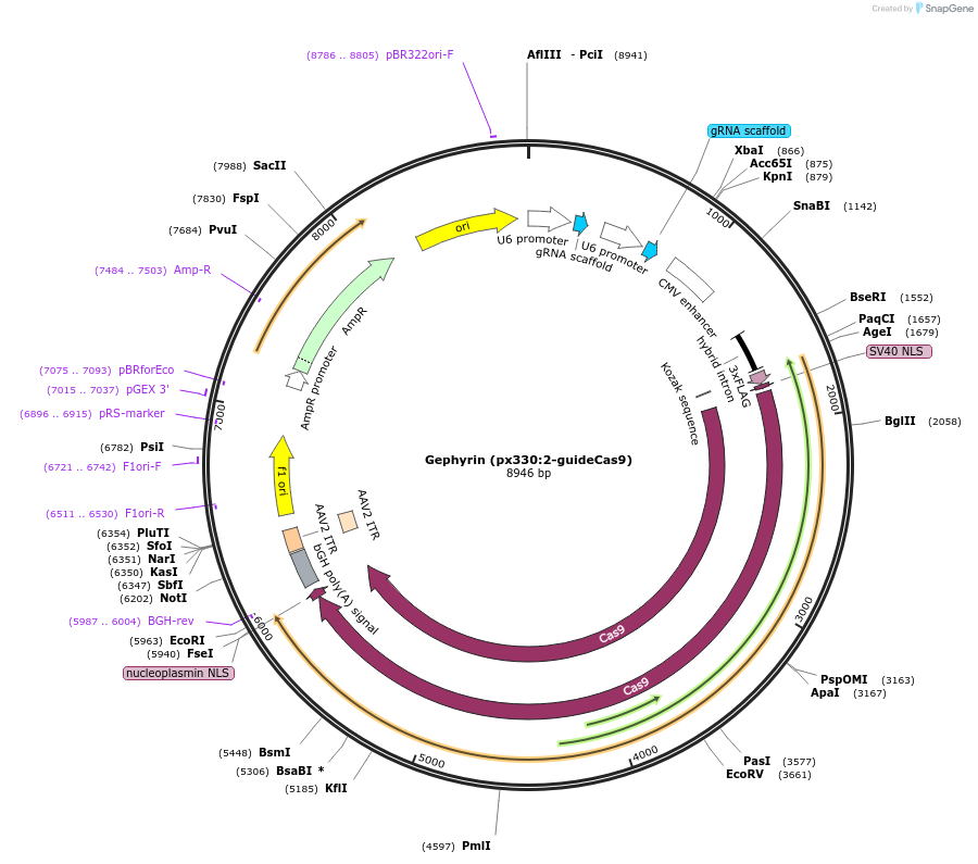 169432-plasmid-map-sequence-id-335503