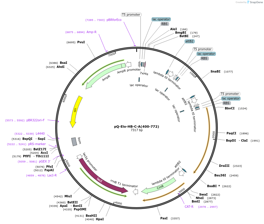 171087-plasmid-map-sequence-id-335508