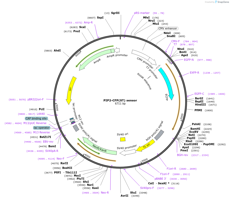 170355-plasmid-map-sequence-id-335509