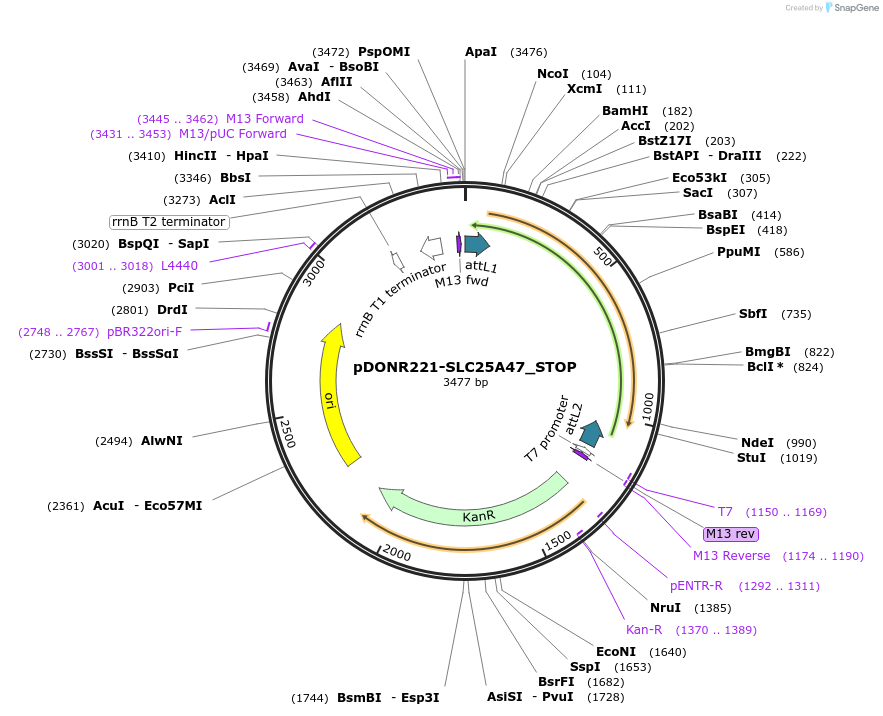 161149-plasmid-map-sequence-id-335512