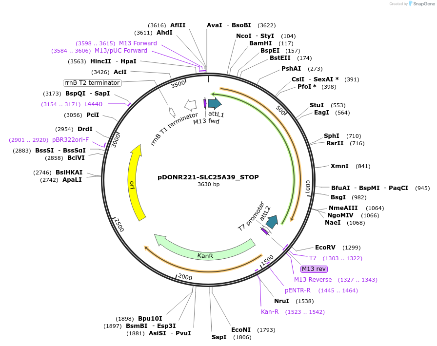 161136-plasmid-map-sequence-id-335513