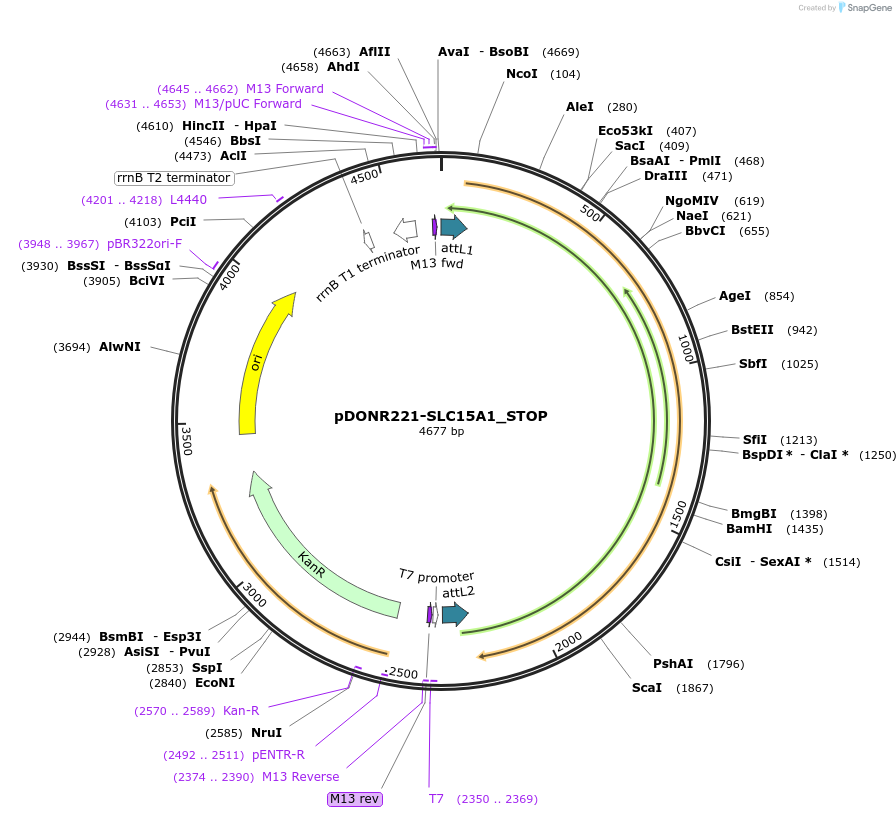 161040-plasmid-map-sequence-id-335549