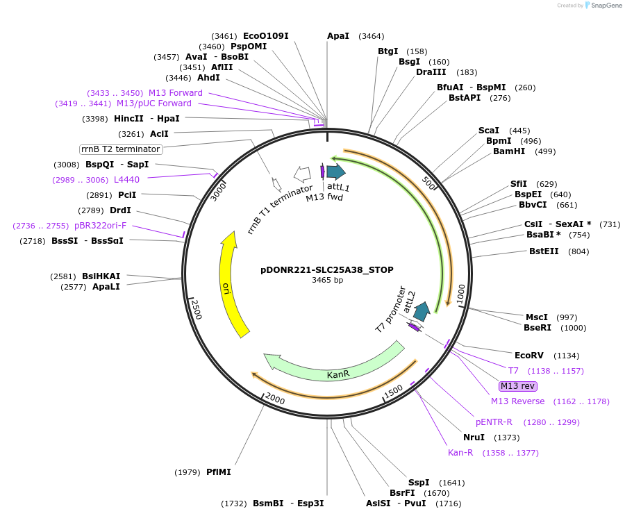 161219-plasmid-map-sequence-id-335550