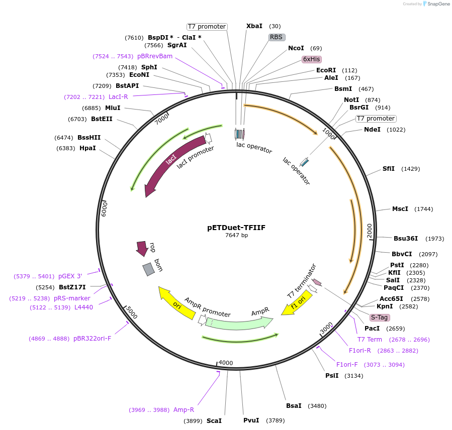 171082-plasmid-map-sequence-id-335551