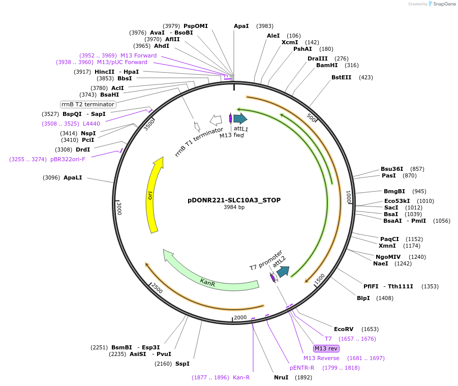 161097-plasmid-map-sequence-id-335552