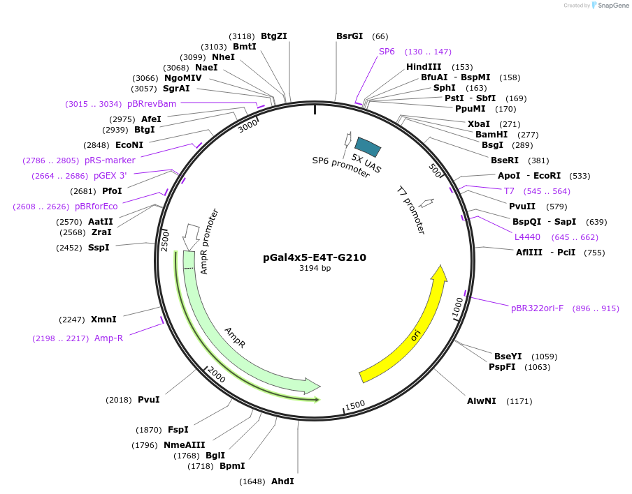 171077-plasmid-map-sequence-id-335554