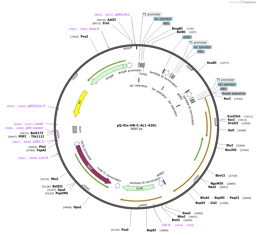 171086-plasmid-map-sequence-id-335555