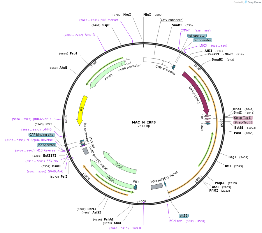 167762-plasmid-map-sequence-id-335578