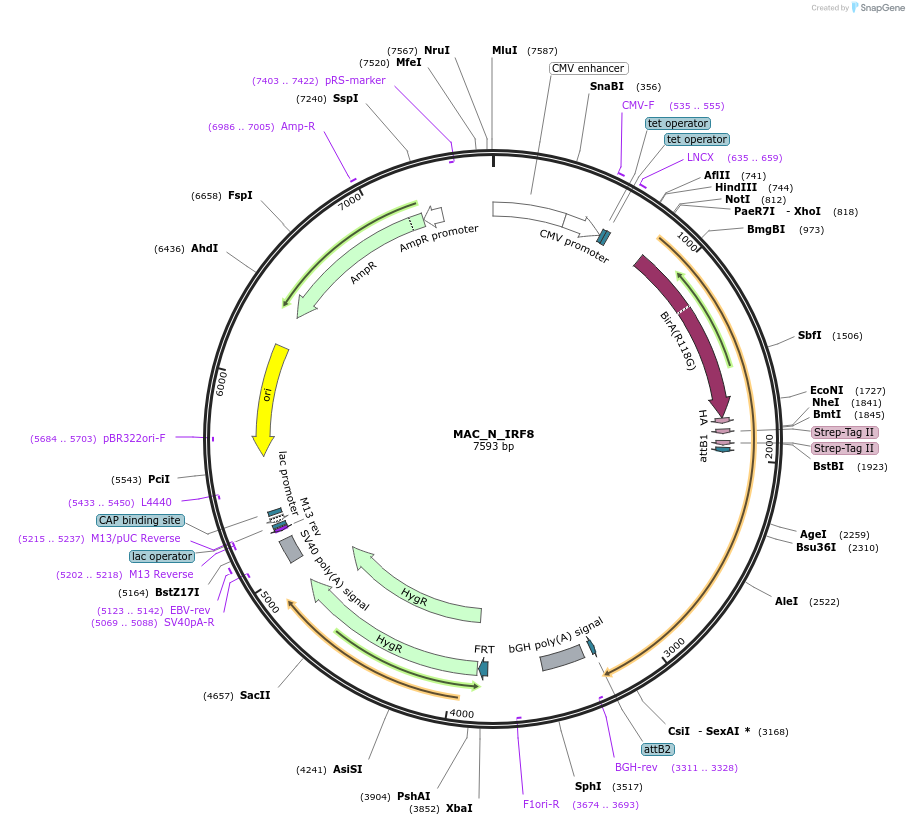167763-plasmid-map-sequence-id-335579