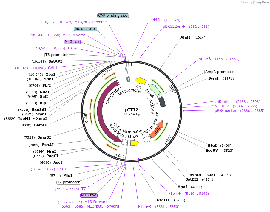 166095-plasmid-map-sequence-id-335585