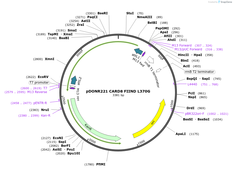 169970-plasmid-map-sequence-id-335589