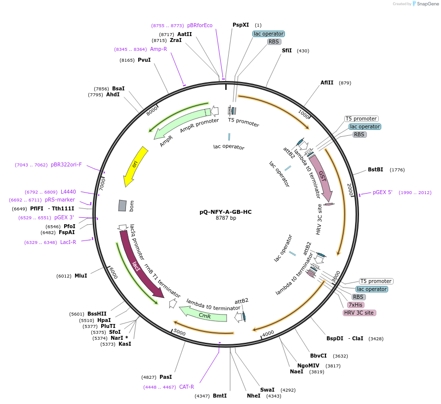 171081-plasmid-map-sequence-id-335631