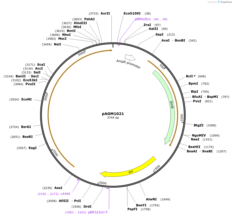 169084-plasmid-map-sequence-id-335637
